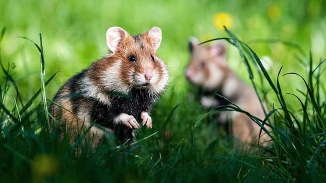 Geheimnisvolle Parktiere - Wildes Leben in der Stadt