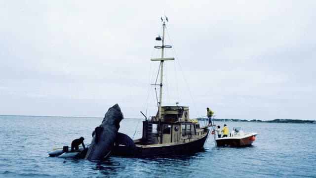 In the Teeth of Jaws
