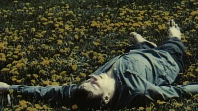 Dandelions' Bloom