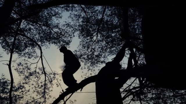 Traceurs des arbres