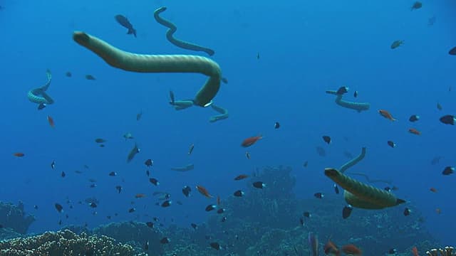 Giant Sea Serpent: Meet the Myth