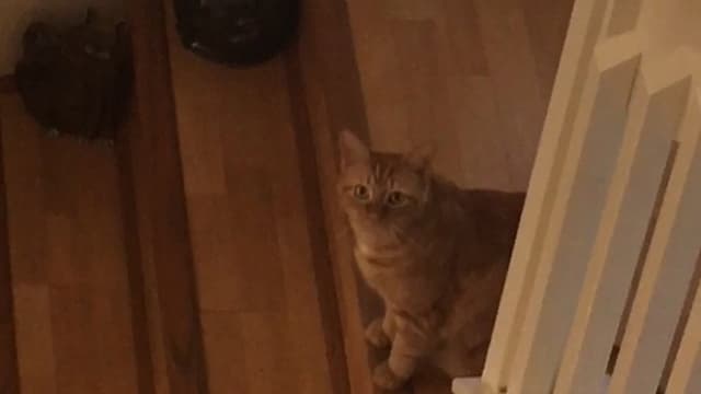The Adventures of Murphy the Cat #5