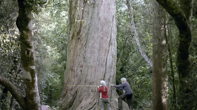 Nouvelle-Zélande, la forêt des géants