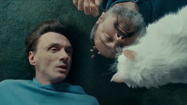 Cats on Glass