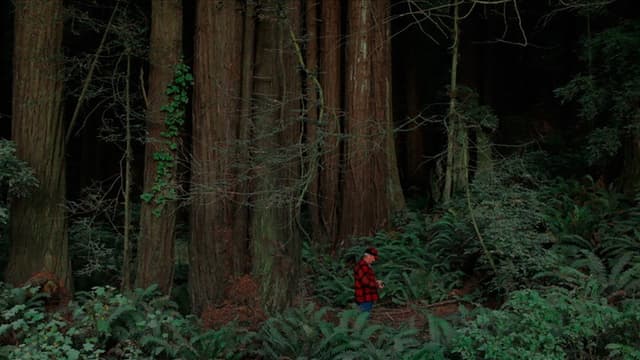Behind the Redwood Curtain