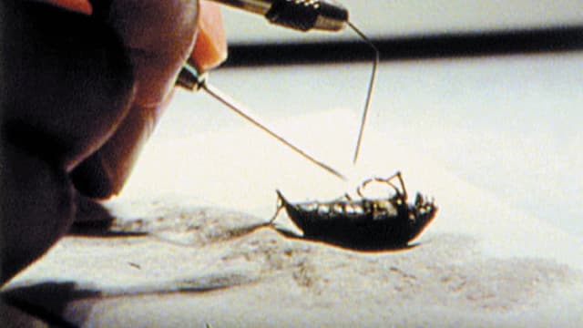 From Stag Beetle to Swastika