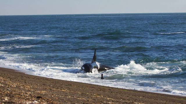 World's Deadliest Whale