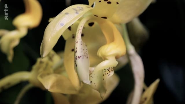 The amazing abilities of plants