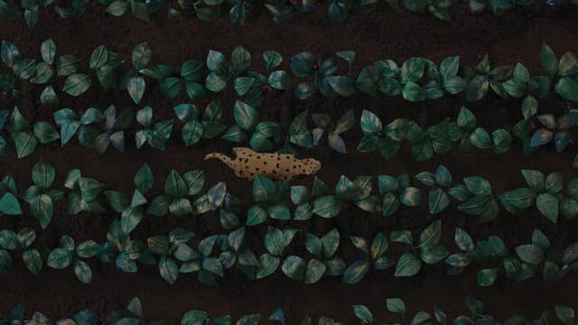 The Sound of the Jaguar