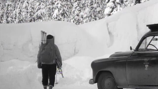 White Peril