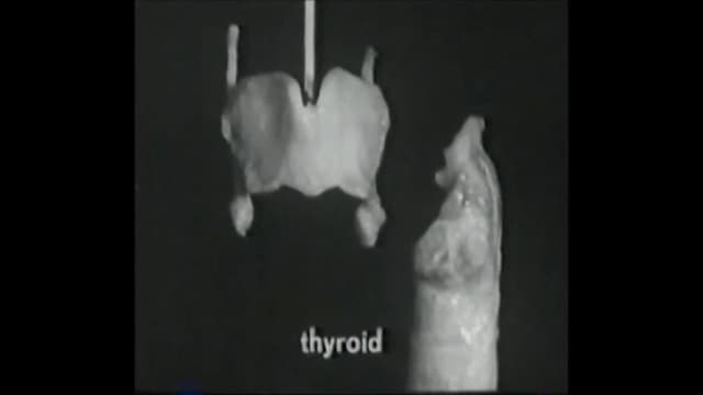 Voice Production: The Vibrating Larynx