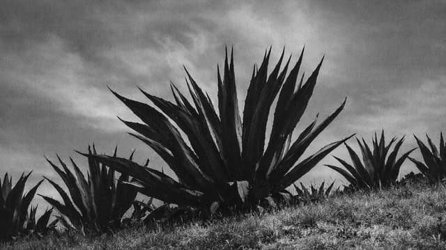 Magueyes