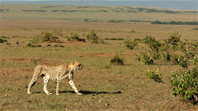 The Incredible Five: A Cheetah's Tale