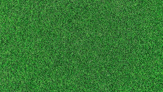 Life on the Green