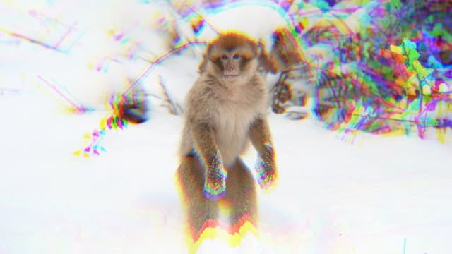 monkey facts.