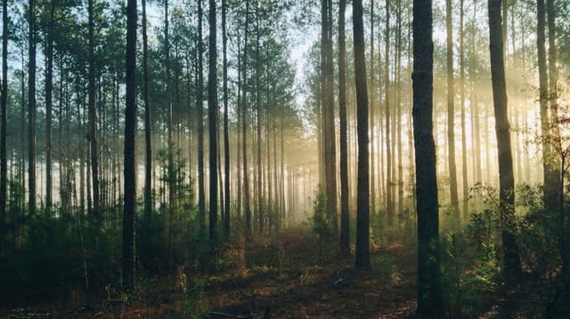 Into The Woods (AUS Productions)
