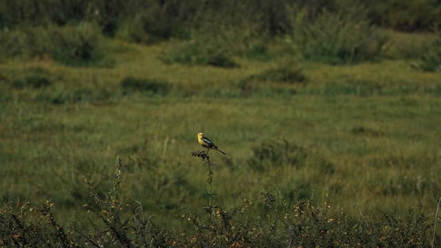 The Mountain Wagtail