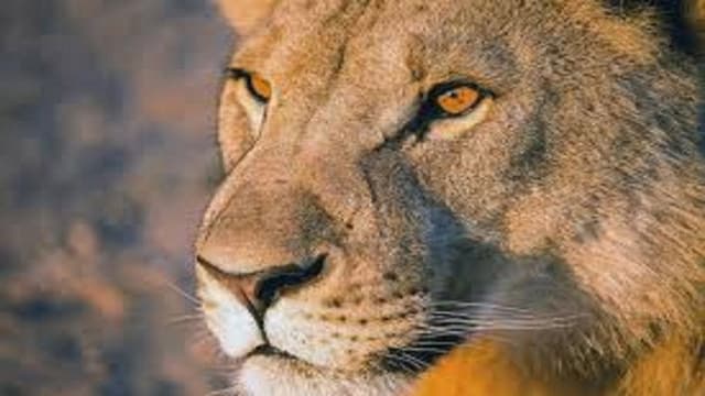 Vanishing Kings: Desert Lions of the Namib
