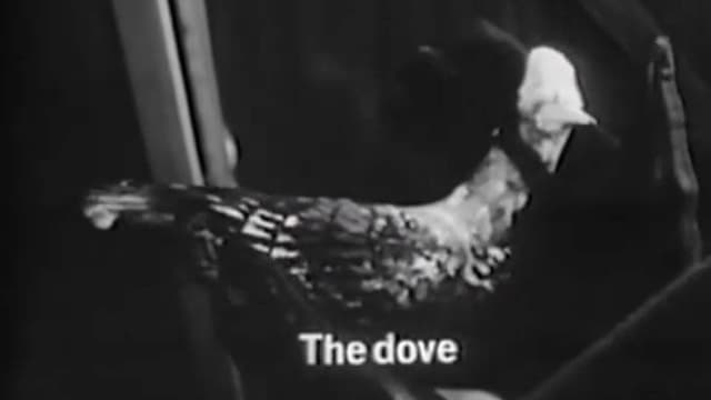 The Dove