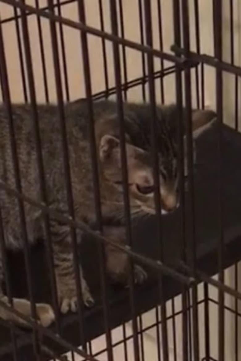 Random Twin Cat #1