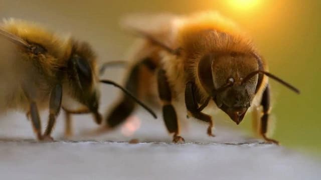 The Bee Whisperers