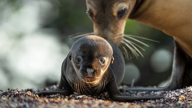Sea Lions of the Galapagos