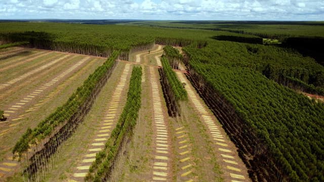 Treewashing: The Planting Illusion