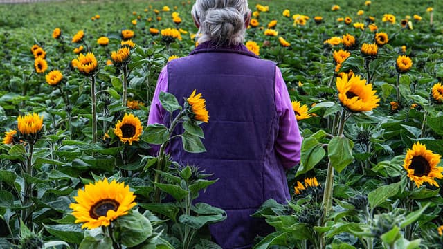 Sunphlowers