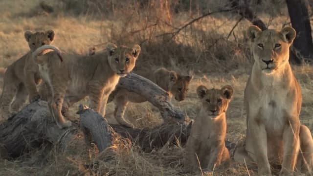 Lion Brothers: Cubs to Kings