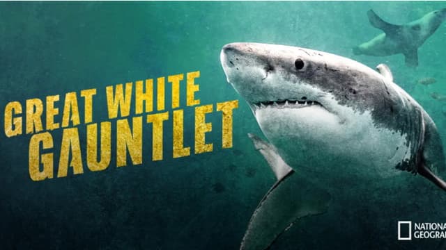 Great White Gauntlet