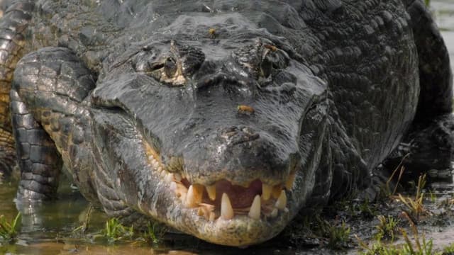 The Pantanal's Rebel Lake