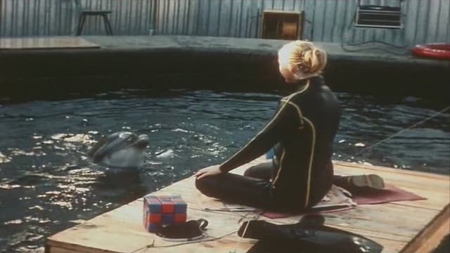 People and Dolphins