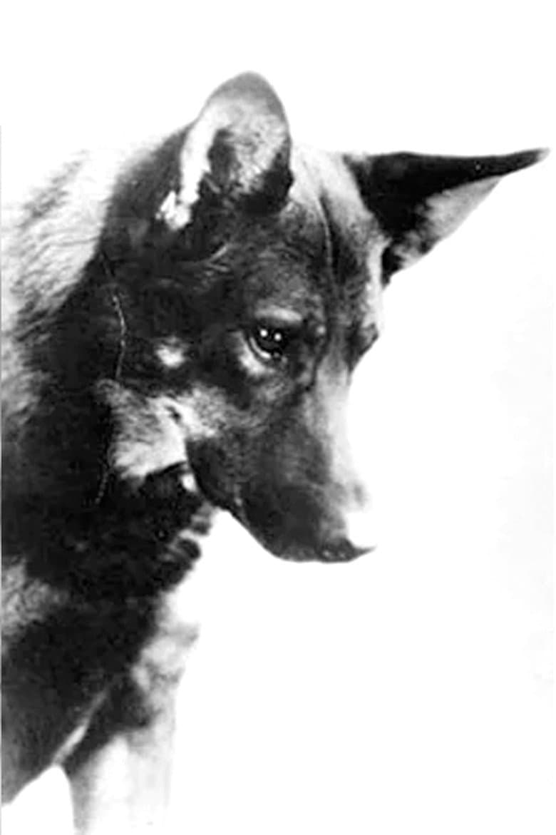 Rin-Tin-Tin