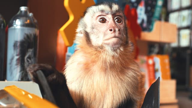 Akiko, the Flying Monkey