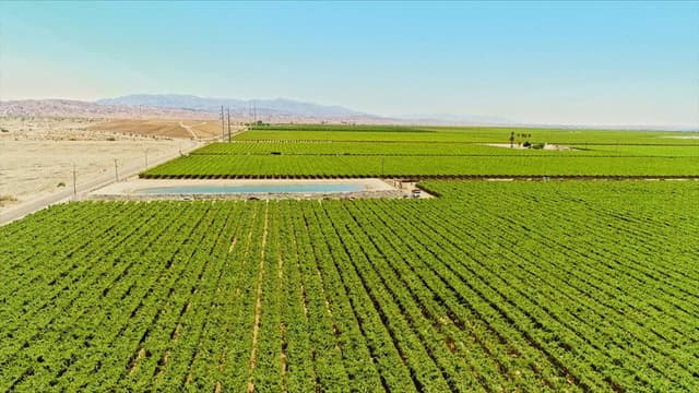 The Green Desert