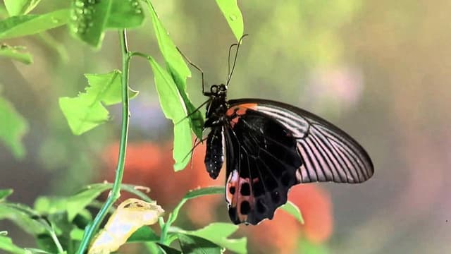 Bugs!