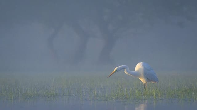 Wild Delta