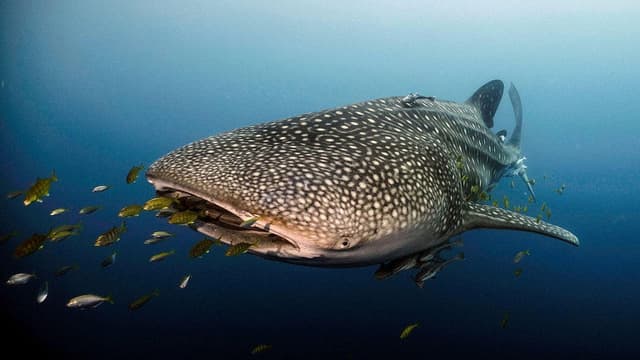 Journey of a Whale Shark