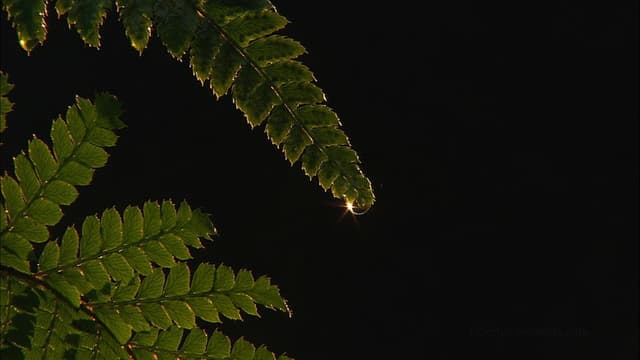 Living Landscapes: Earthscapes - Olympic Rainforest