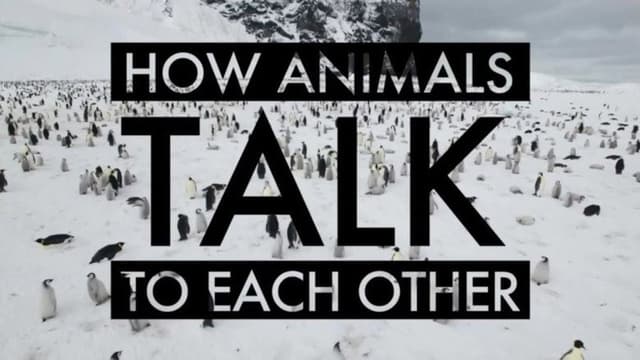 How Animals Talk To Each Other