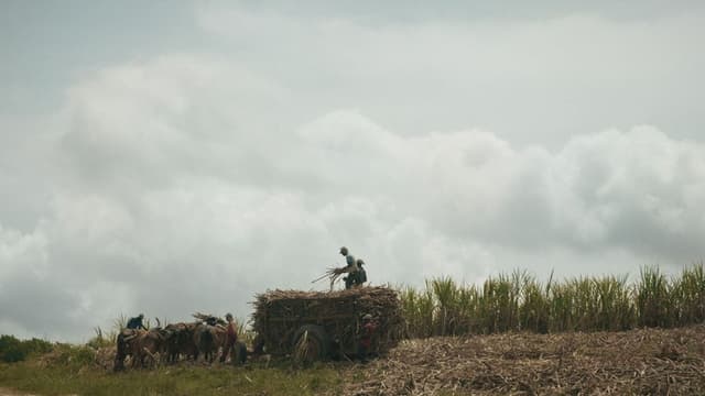 Le sucre, pour la douceur et pour le pire