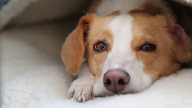 Can Dogs Talk?
