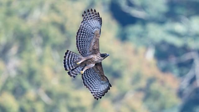 Fly! Mountain Hawk-Eagle