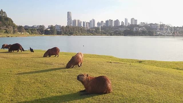 Curitiba: Urban Maze