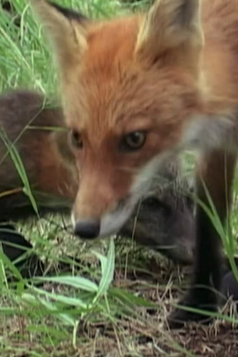 Ghost the Fox’s Playmate