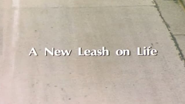 A New Leash On Life