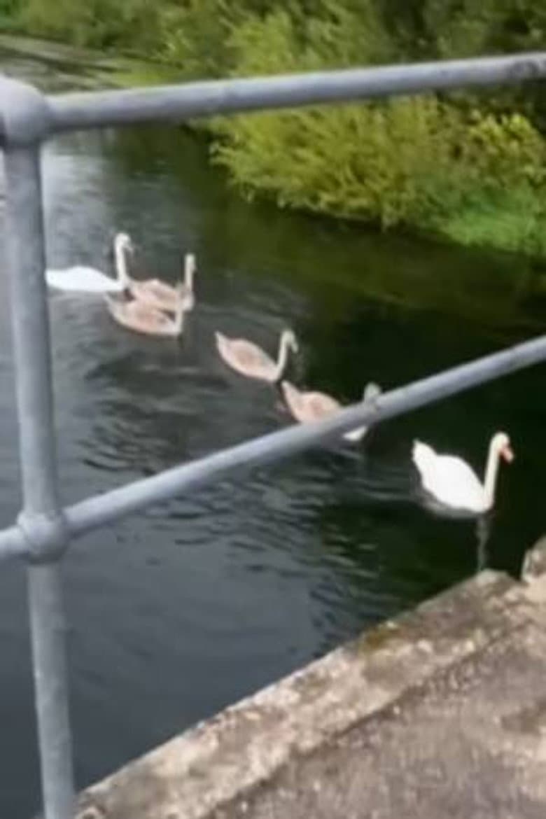 Swans