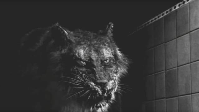 Tyger