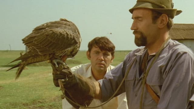 The Falcons