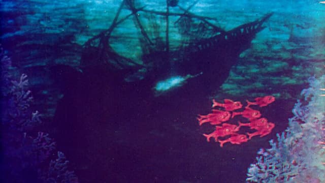 Cardinal Fish